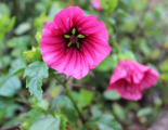 IMG 4705 (640x427)
