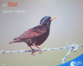 Der Star - Vogel des Jahres 2018